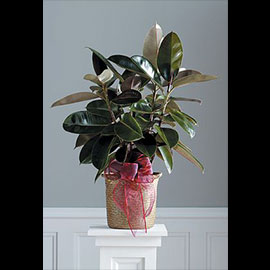 Ficus Decora