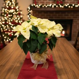 Poinsettia White 6.5 inch