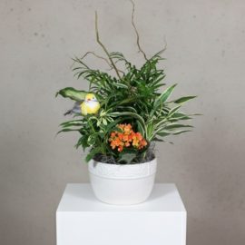 Kalanchoe Dish Garden