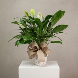 Spathiphyllum 8 inch