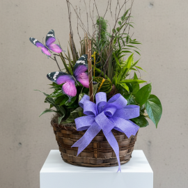 XL Basket Dish garden