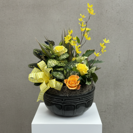 Spring yellow Dish Garden