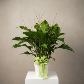 Spathiphyllum 10 Inch